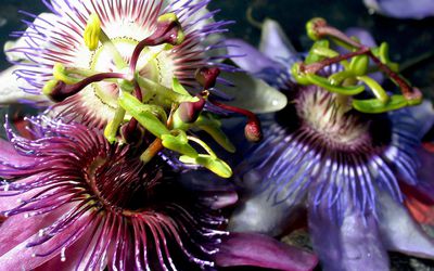 Close up of a gorgeous passion flower.