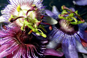 Close up of a gorgeous passion flower.