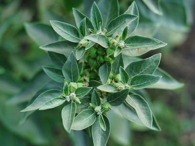 photo of ashwagandha plant