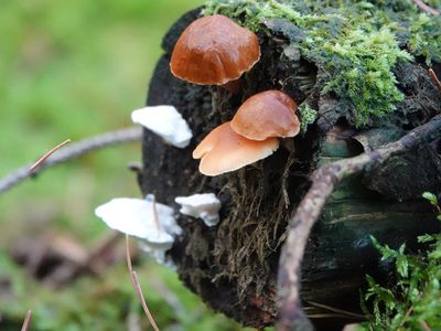 A photograph of mushrooms growing on dead wood.