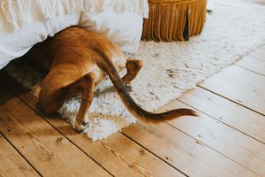 Cute and comical image of a young lurcher dog crouched and hidden under a bed. Unbeknownst to the canine, her back legs and tail are still highly visible.