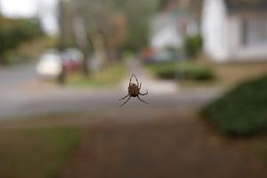 Close up of a spider outdoors.