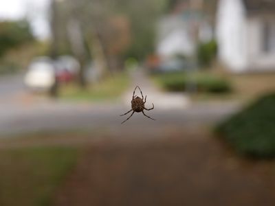 Close up of a spider outdoors.