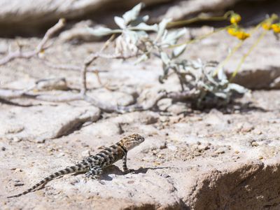 Lizard, Colorado River, Grand Canyon, Arizona, United States