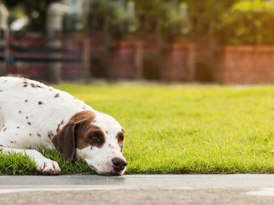 Dog laying outside in the grass