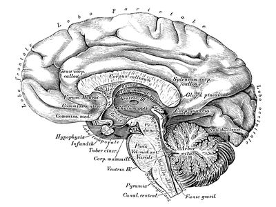 Human anatomy scientific illustrations: Brain side view