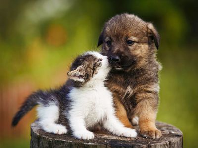 Cute puppy and kitten