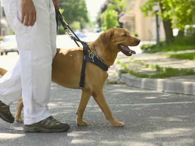 person walking their service dog