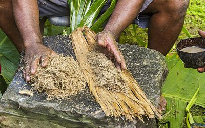 Local man shapes pounded kava root and rolls it into bamboo strips to make kava drink (also called sakau).