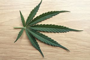 A fresh marijuana leaf