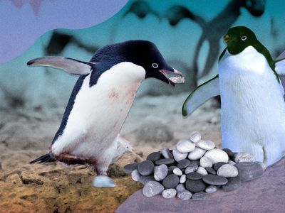 two penguins looking at one another