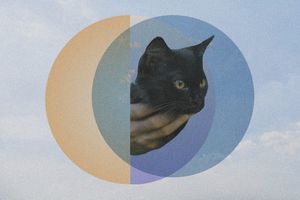 photo composite of a person holding a black cat